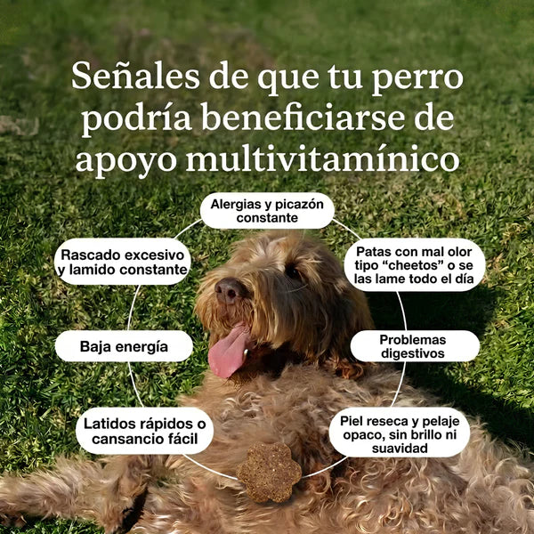 (55% Descuento) Dog Vita+™ | Apoya las Articulaciones, la Digestión y las Defensas